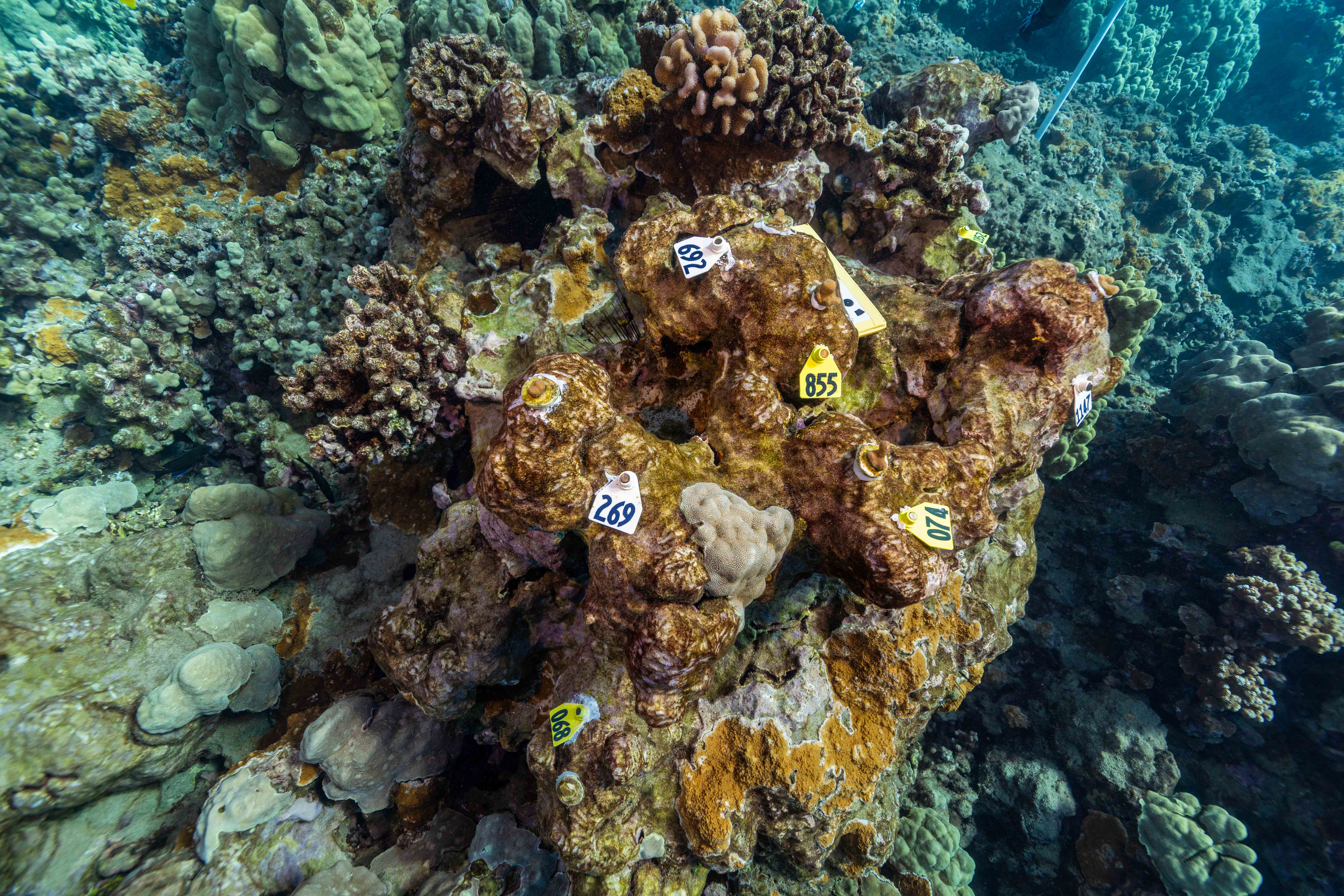 Outplanting coral onto the reef